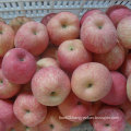 100-113-125 Good Quality FUJI Apple